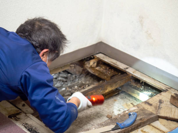  Chester, WV Mold Removal Pros