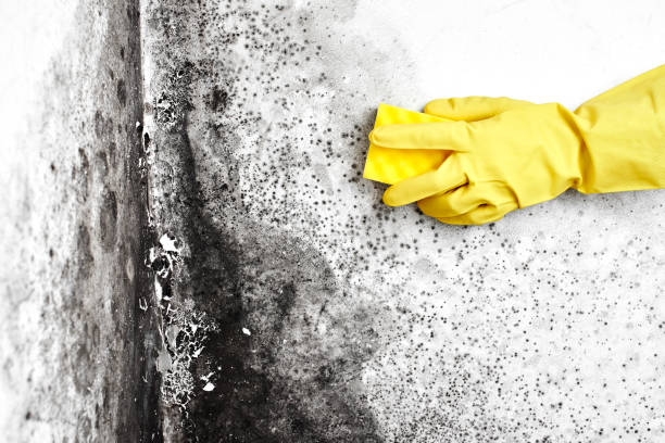 Best Attic Mold Remediation in Chester, WV