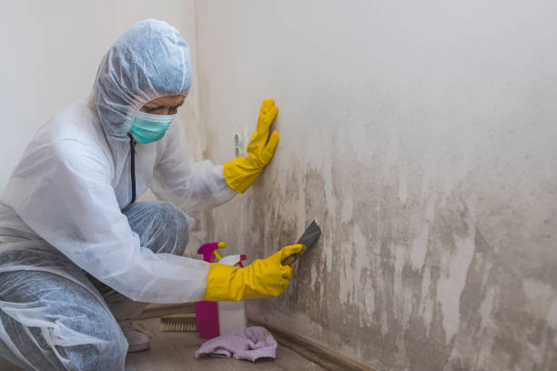 Best Kitchen Mold Remediation in Chester, WV