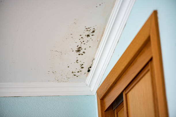 Best Emergency Mold Remediation in Chester, WV