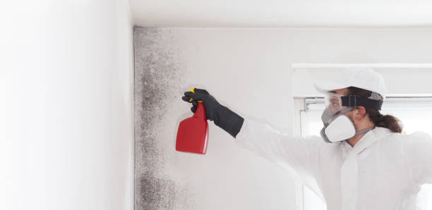 Best Insurance-Related Mold Remediation in Chester, WV