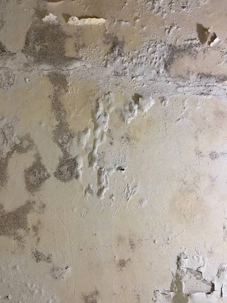 Reliable Chester, WV Mold Remediation Solutions