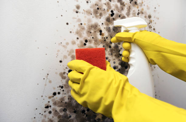 Best Commercial Mold Remediation in Chester, WV