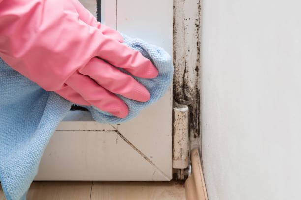 Best Residential Mold Remediation in Chester, WV